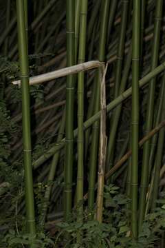 Image of Japanese timber bamboo