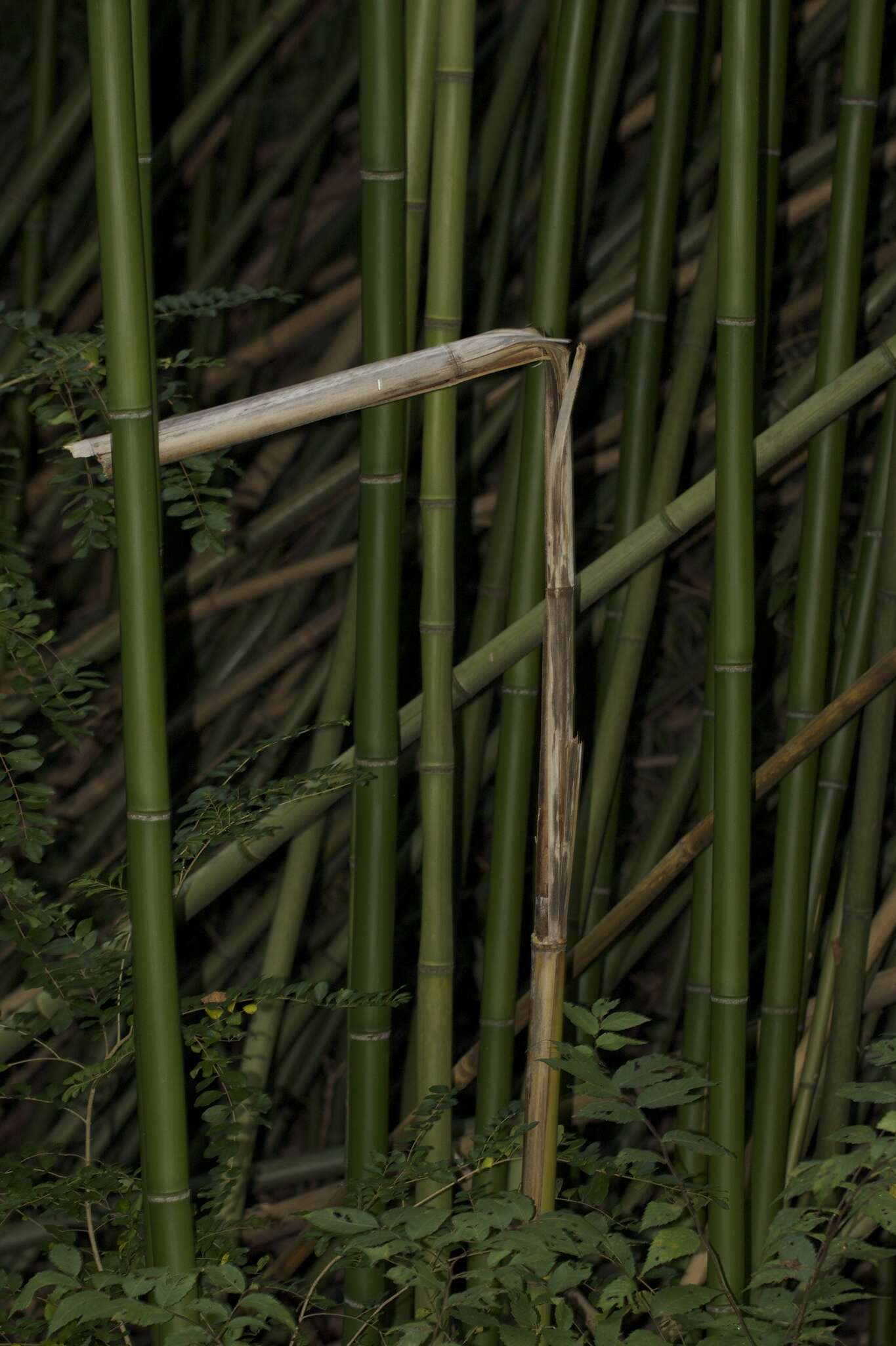 Plancia ëd Phyllostachys reticulata (Rupr.) K. Koch