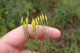 Image of Nuttall's rayless goldenrod