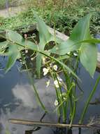 Sagittaria latifolia Willd. resmi