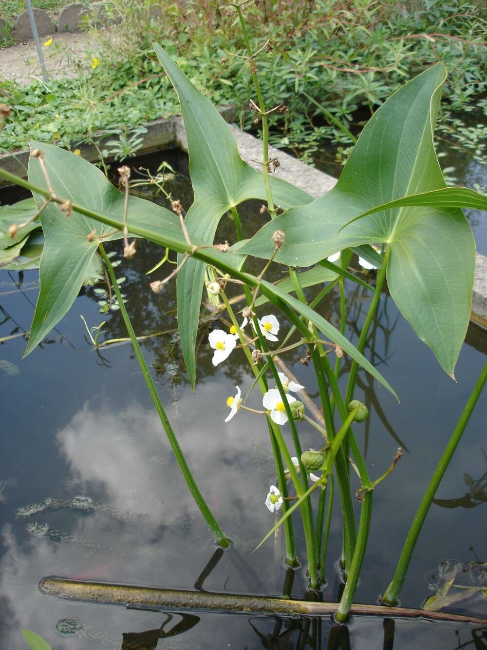 Sagittaria latifolia Willd. resmi