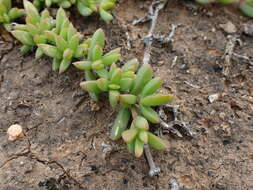 Image of Delosperma hollandii L. Bol.