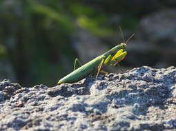 Image of Mantis