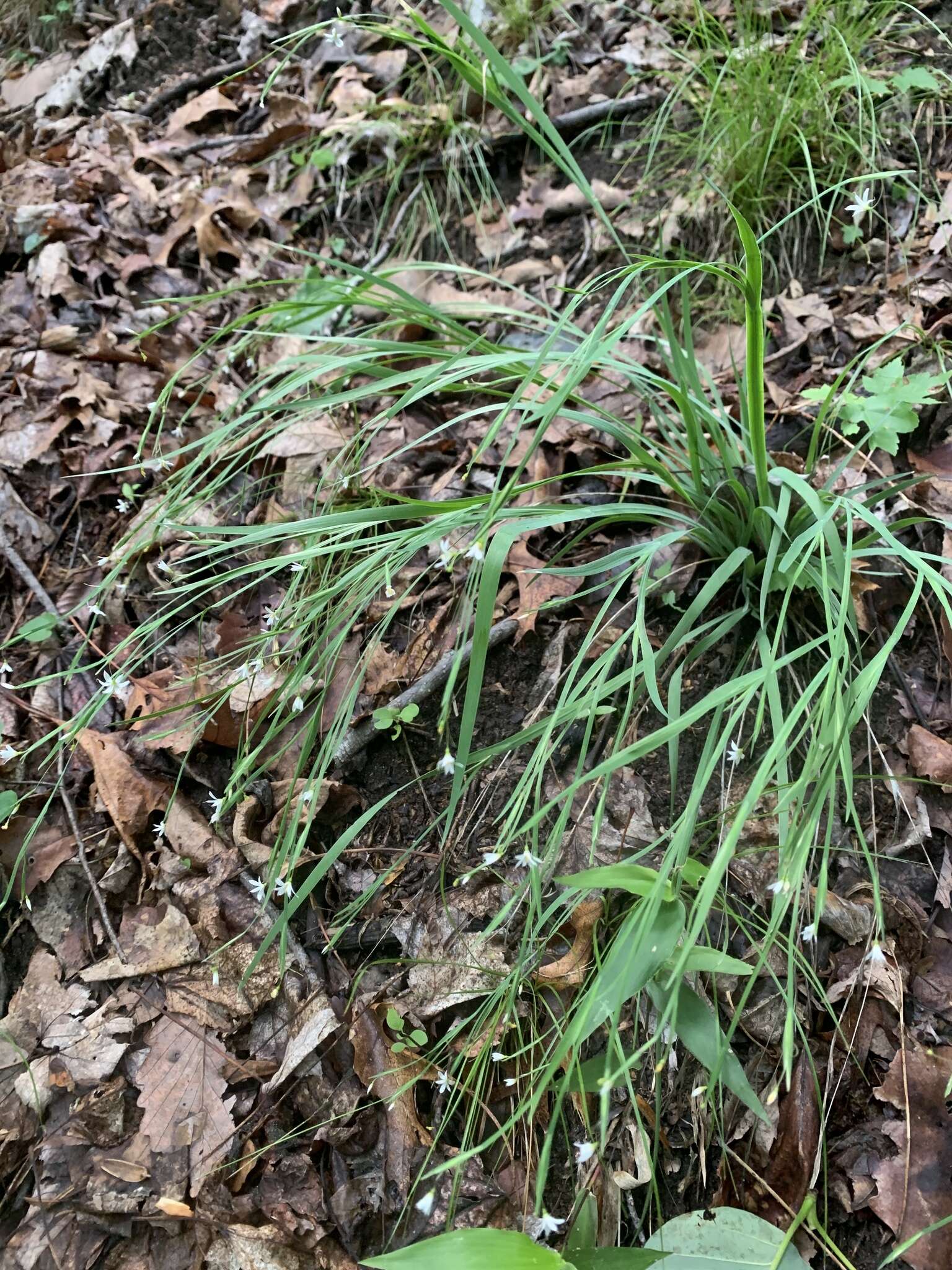 Sisyrinchium dichotomum E. P. Bicknell的圖片