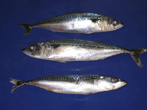 Image of Atlantic Mackerel