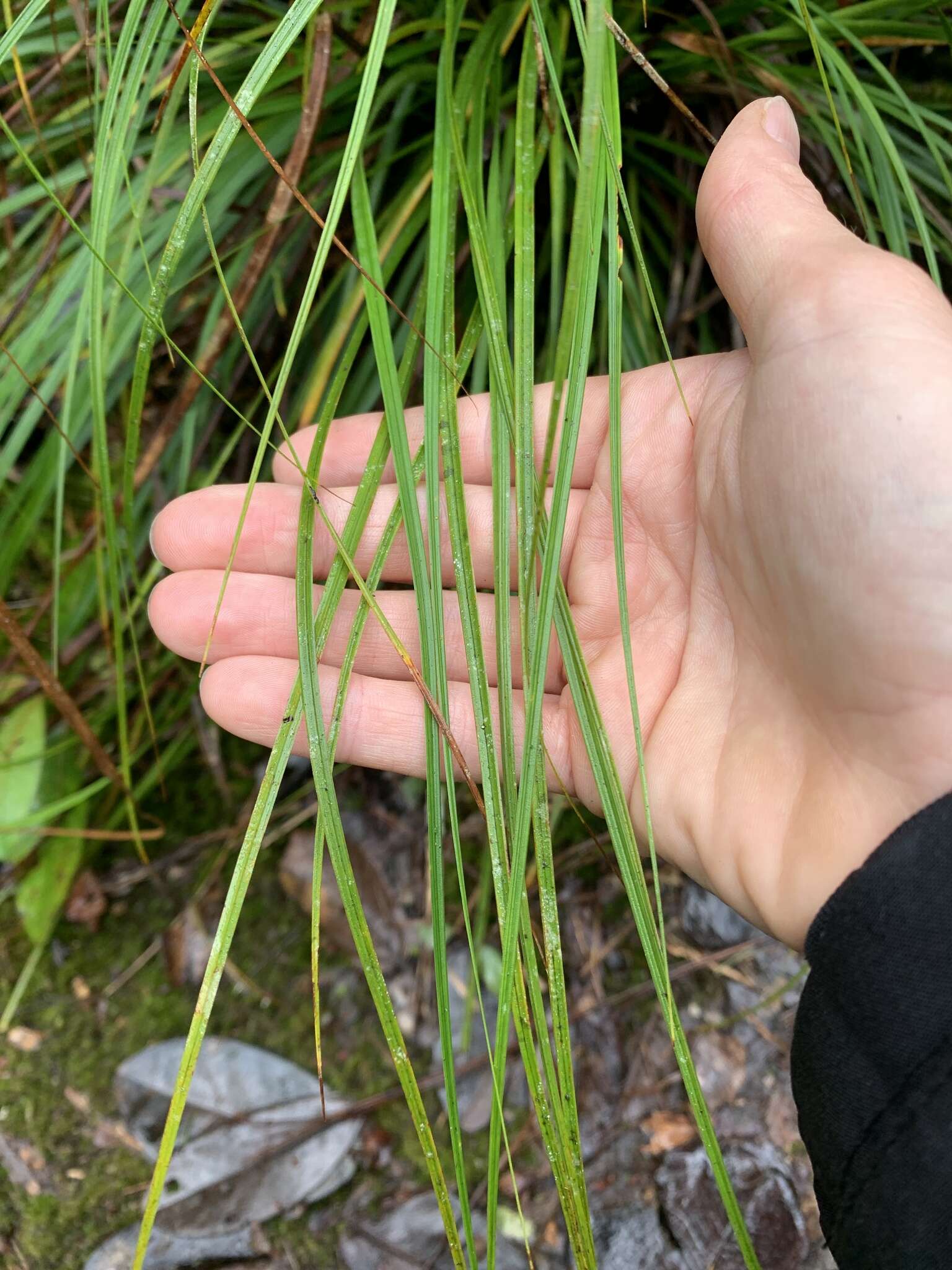 Sivun Costularia leucocarpa (Ridl.) H. Pfeiff. kuva