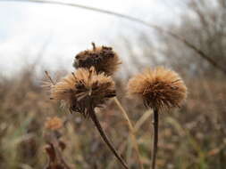 Image of common fleabane