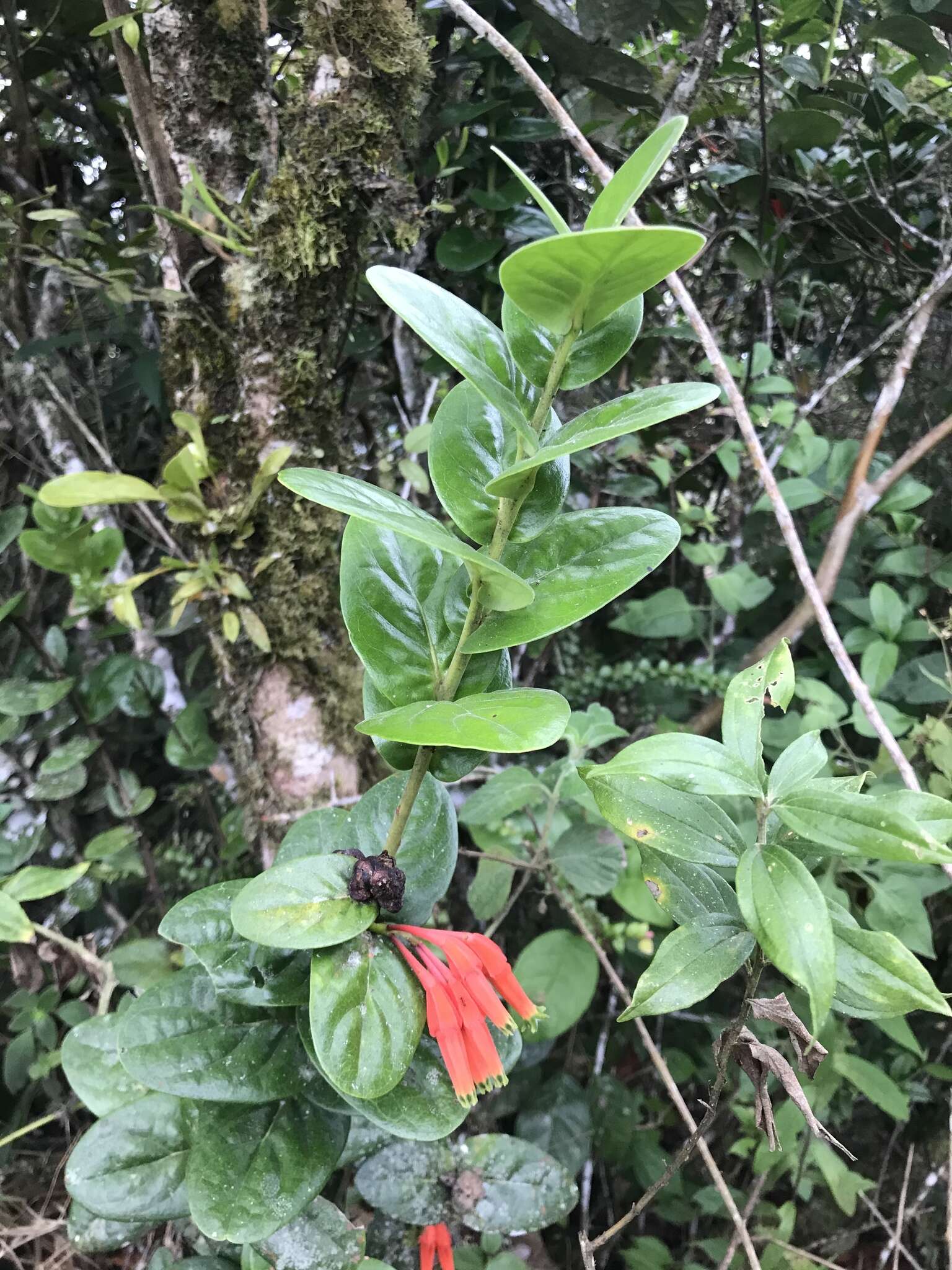 Image of Macleania smithiana J. L. Luteyn