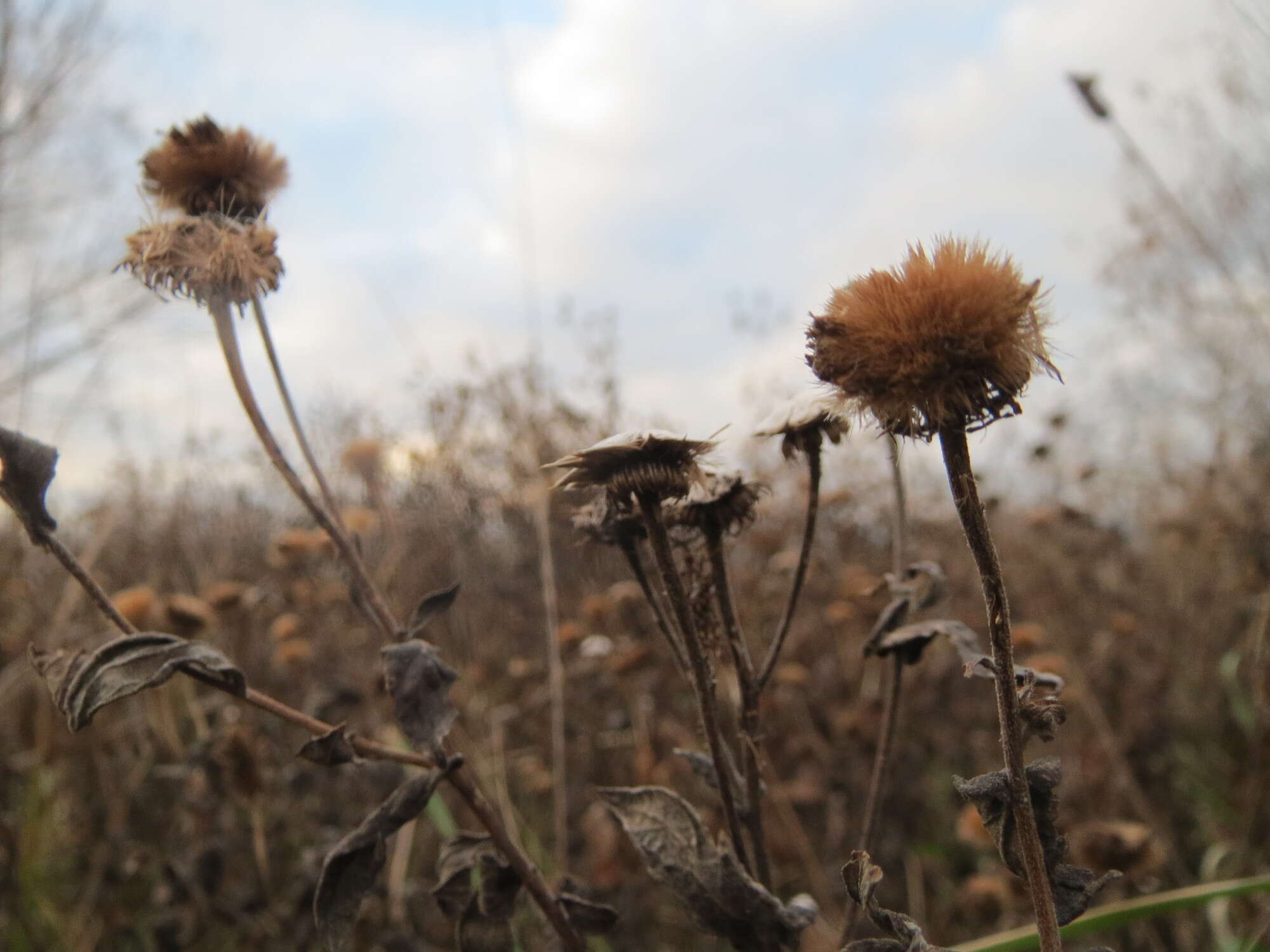 Image of common fleabane