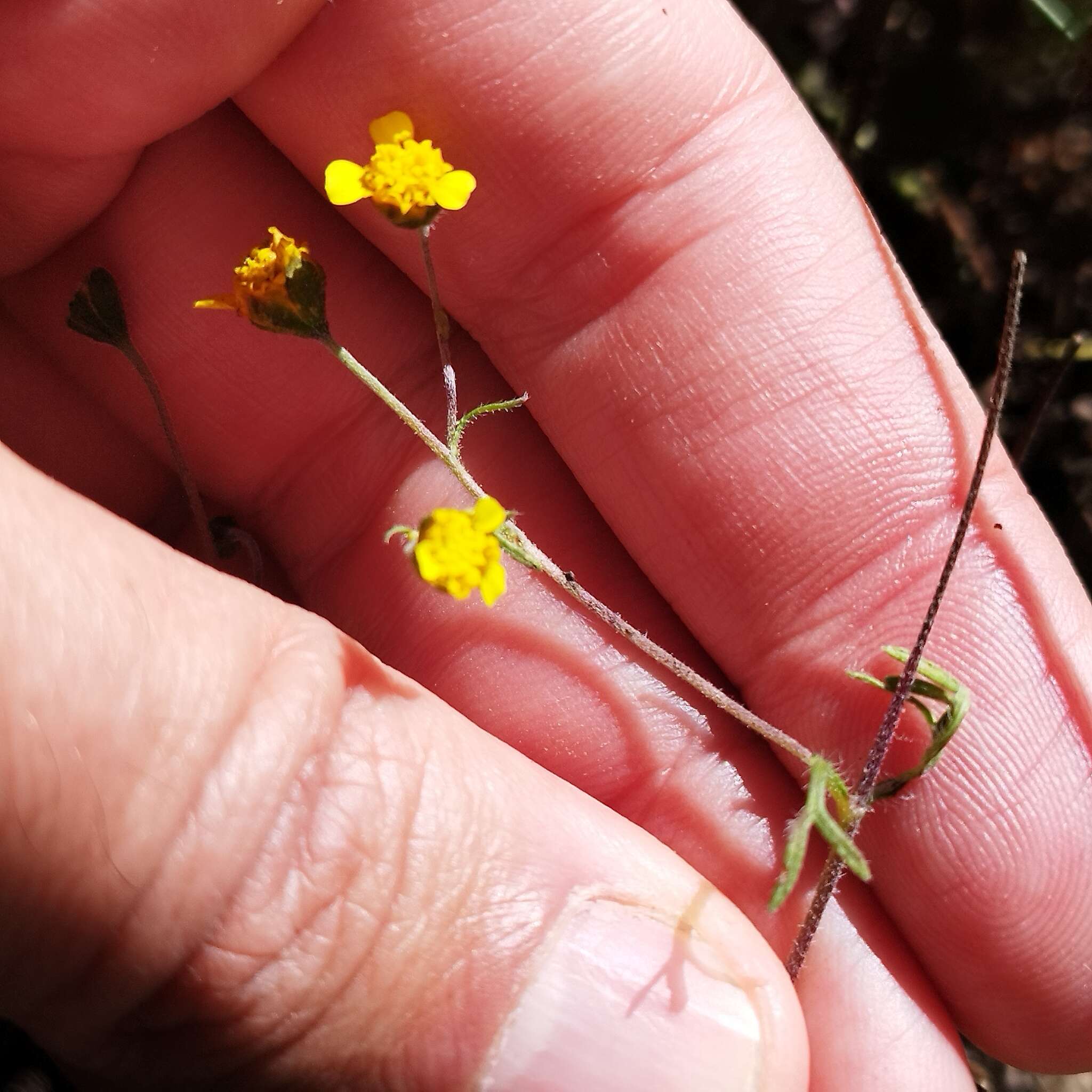 Image of Schkuhria schkuhrioides (Link & Otto) Thell.