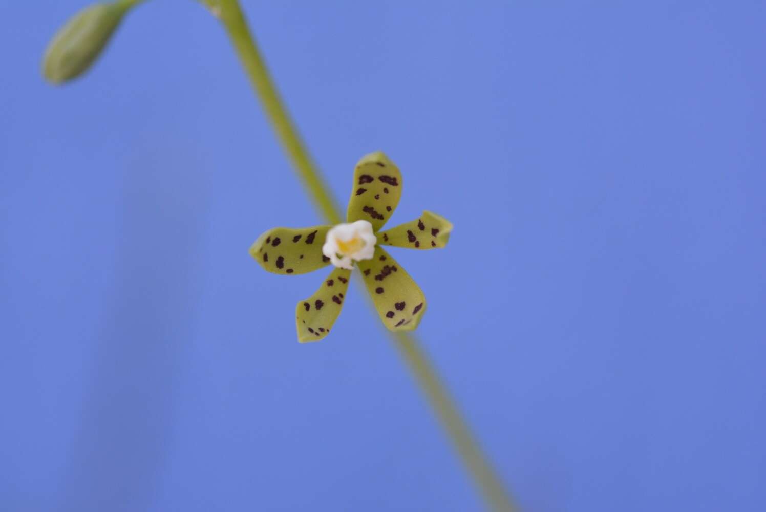 Plancia ëd Prosthechea panthera (Rchb. fil.) W. E. Higgins