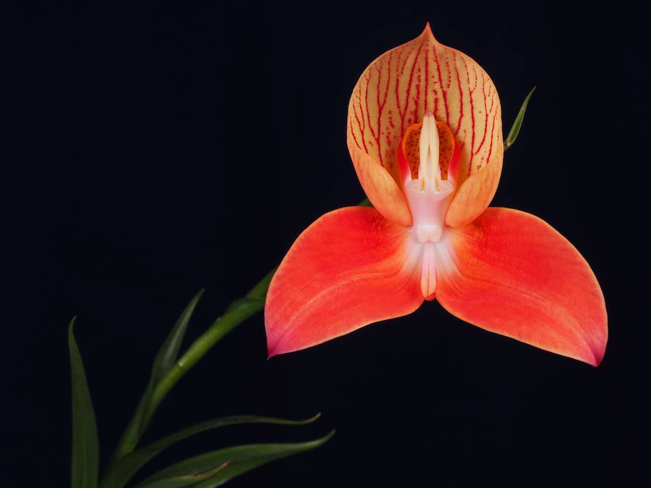 Image of Red Disa