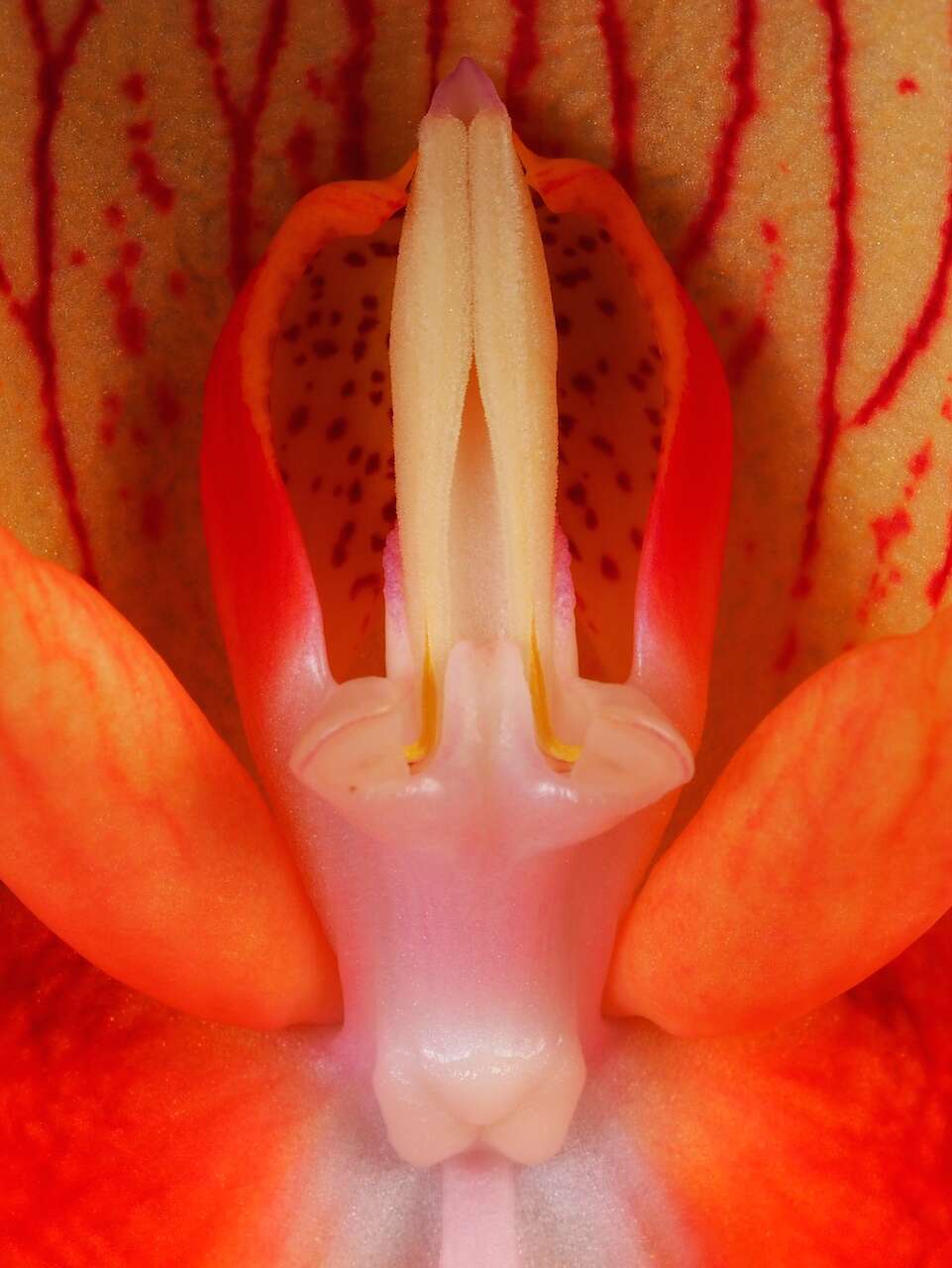 Image of Red Disa