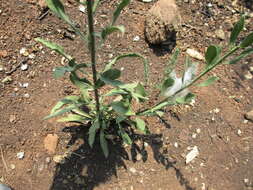 Sivun Solidago velutina DC. kuva