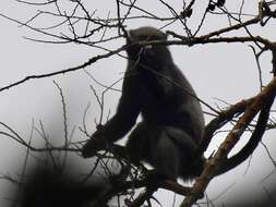 Image of Greater Spot-nosed Guenon