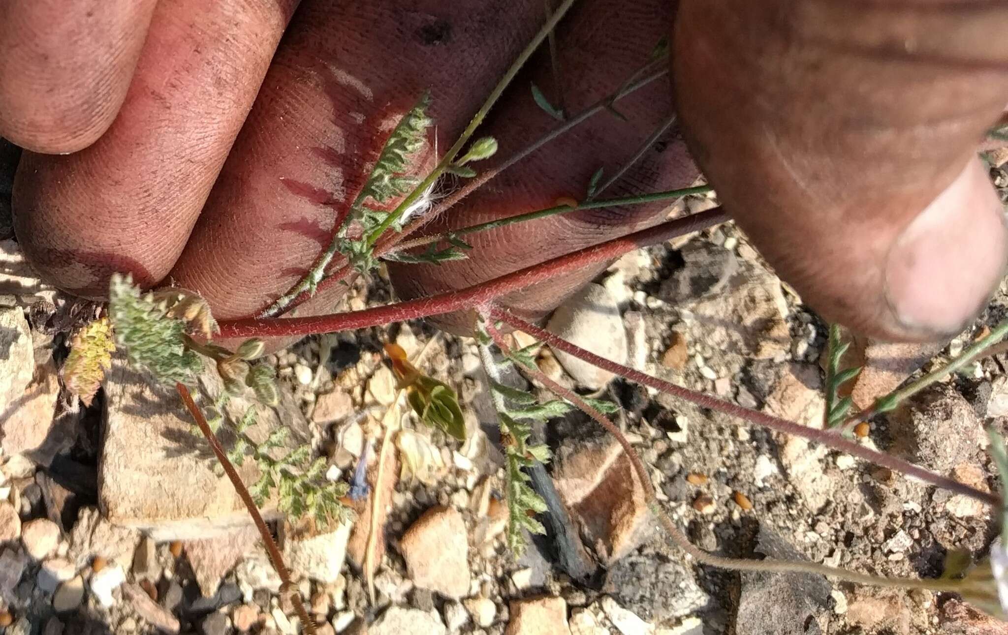 Image of California gilia