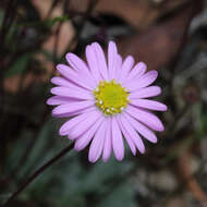 Sivun Brachyscome procumbens G. L. Davis kuva