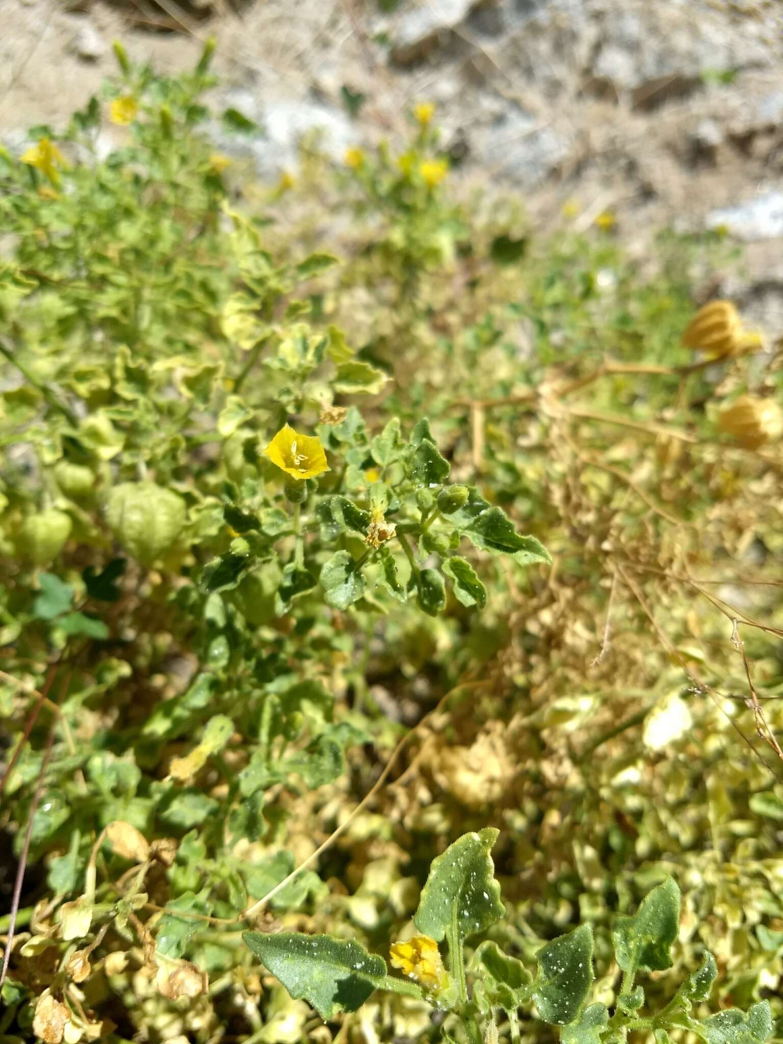 Image of Physalis crassifolia var. infundibularis I. M. Johnst.