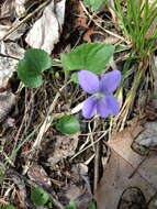 Image of common blue violet