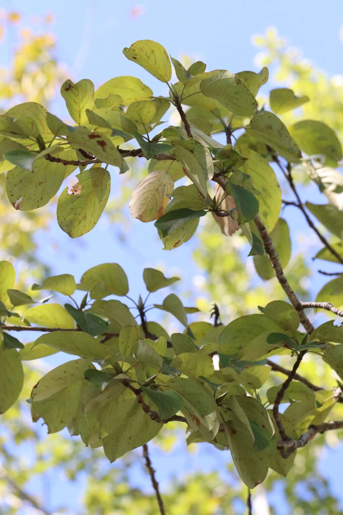 Image of Japanese poplar