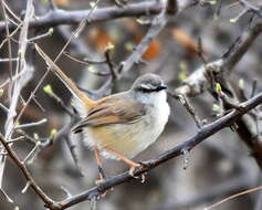 Image of Prinia subflava affinis (Smith & A 1843)