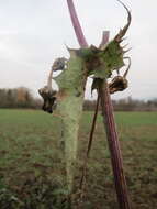 Plancia ëd Sonchus asper (L.) Hill