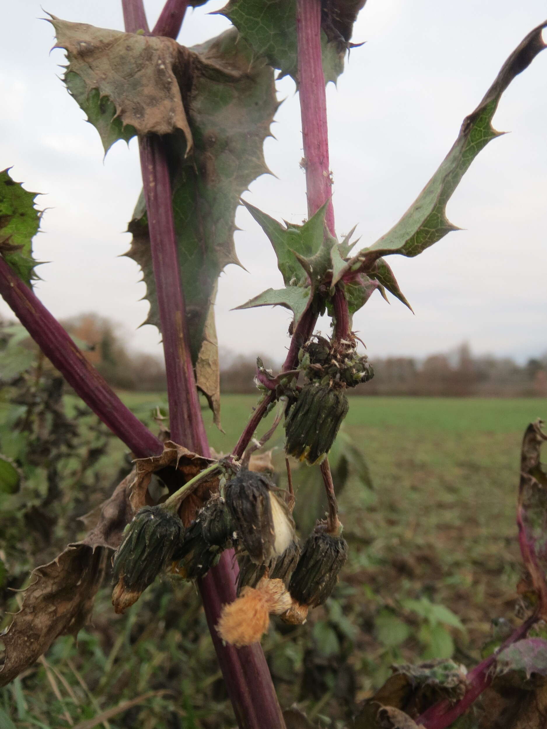 Plancia ëd Sonchus asper (L.) Hill