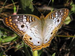 Image of White Peacock