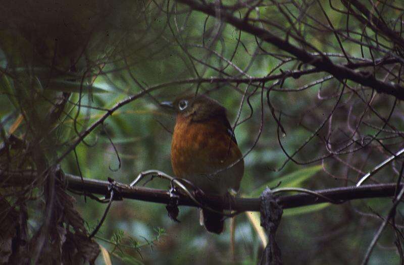 Image of Abyssinian Ground Thrush