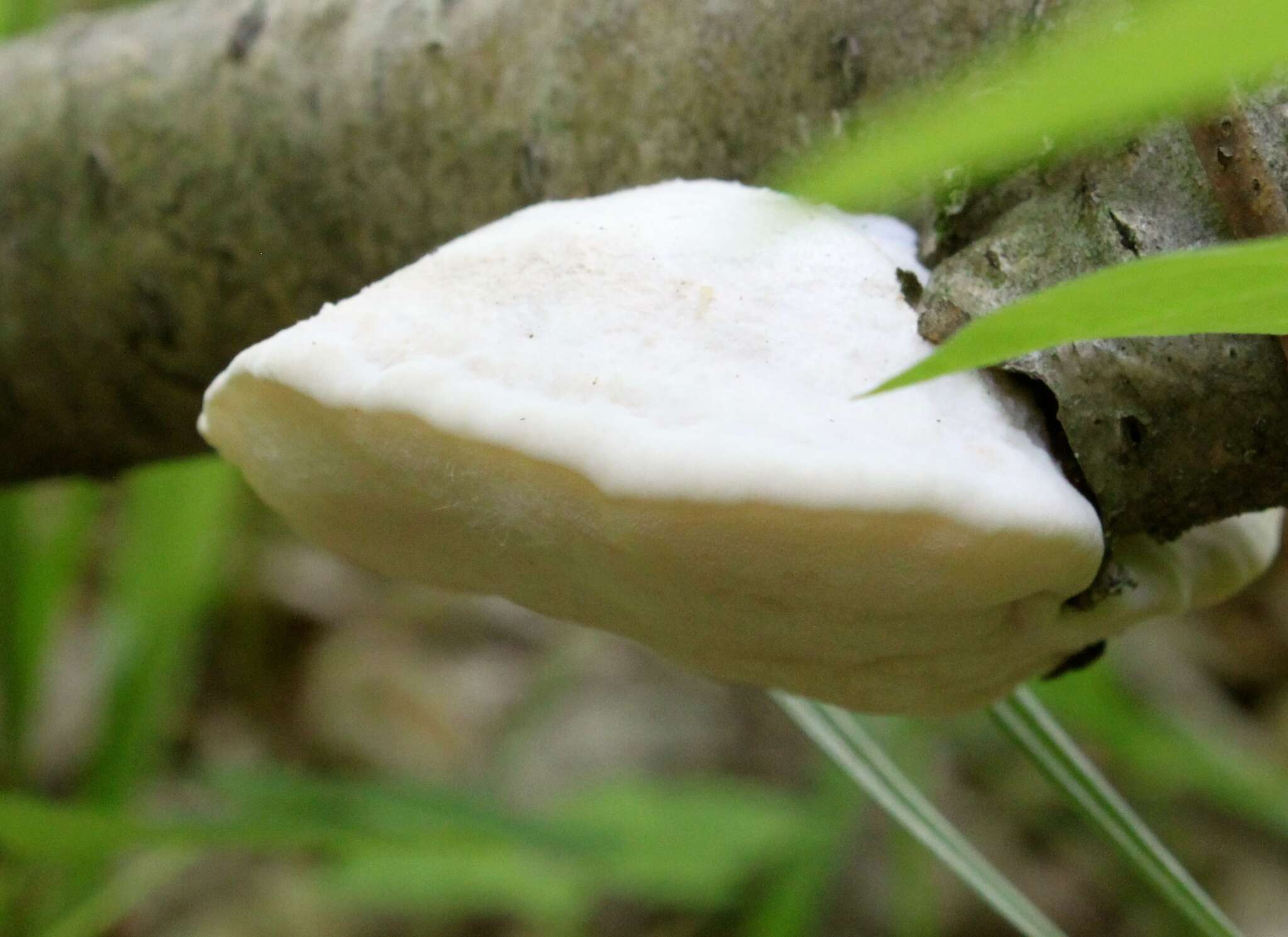 Image of White Cheese Polypore