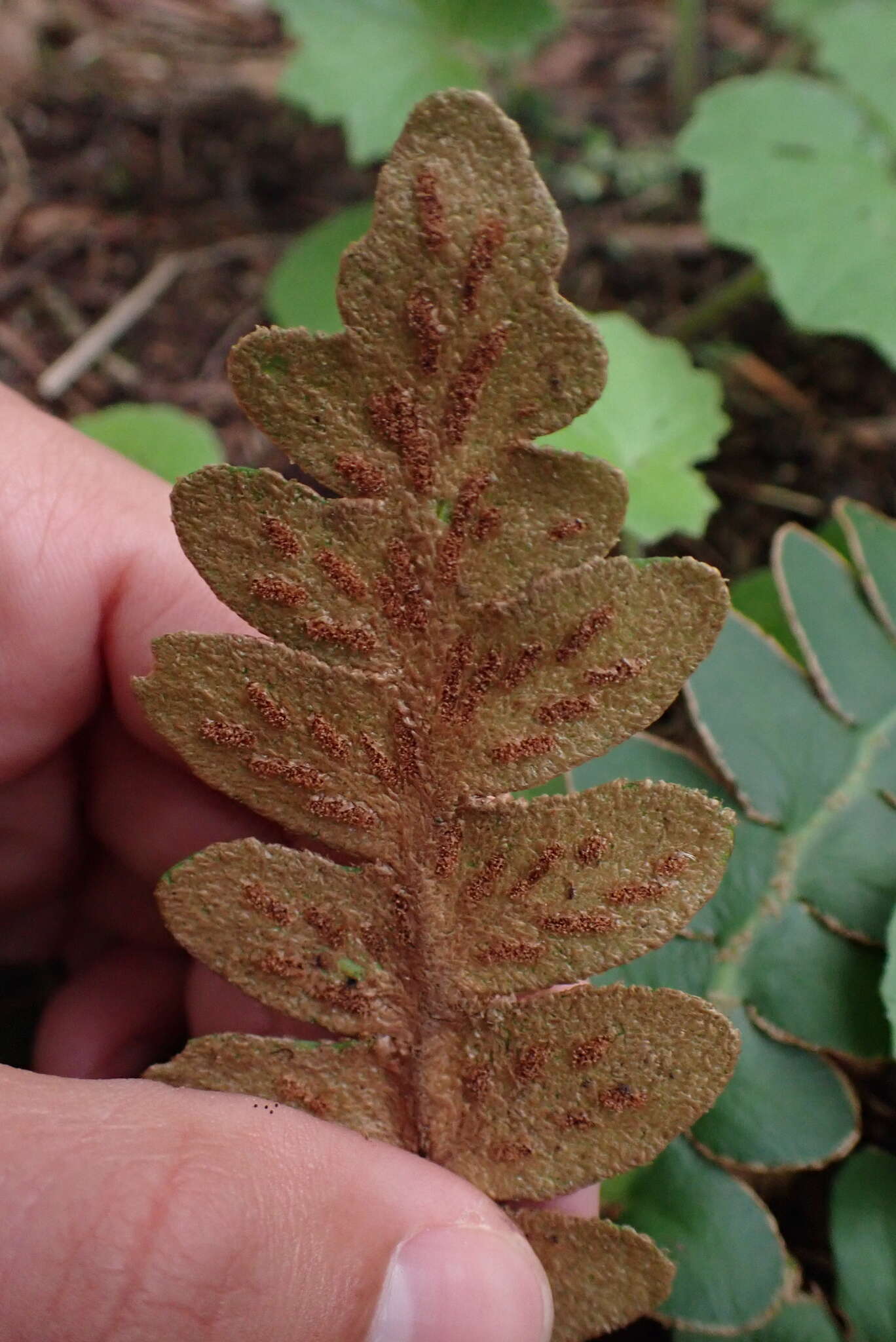 Imagem de Asplenium aureum Cav.