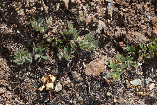 Plancia ëd Acmispon rubriflorus (Sharsm.) D. D. Sokoloff