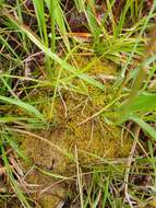 Image of Low sphagnum moss