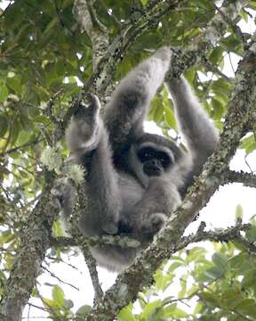 Image of silvery gibbon