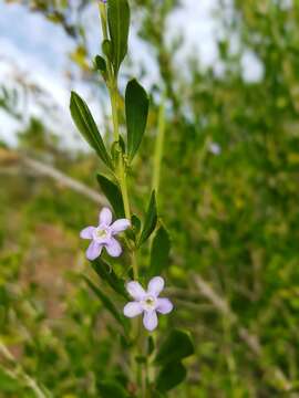 Imagem de Freylinia tropica S. Moore