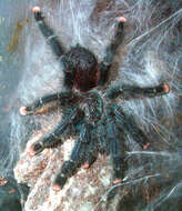 Image of Avicularia metallica