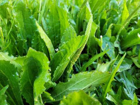 Image of Mexican plantain