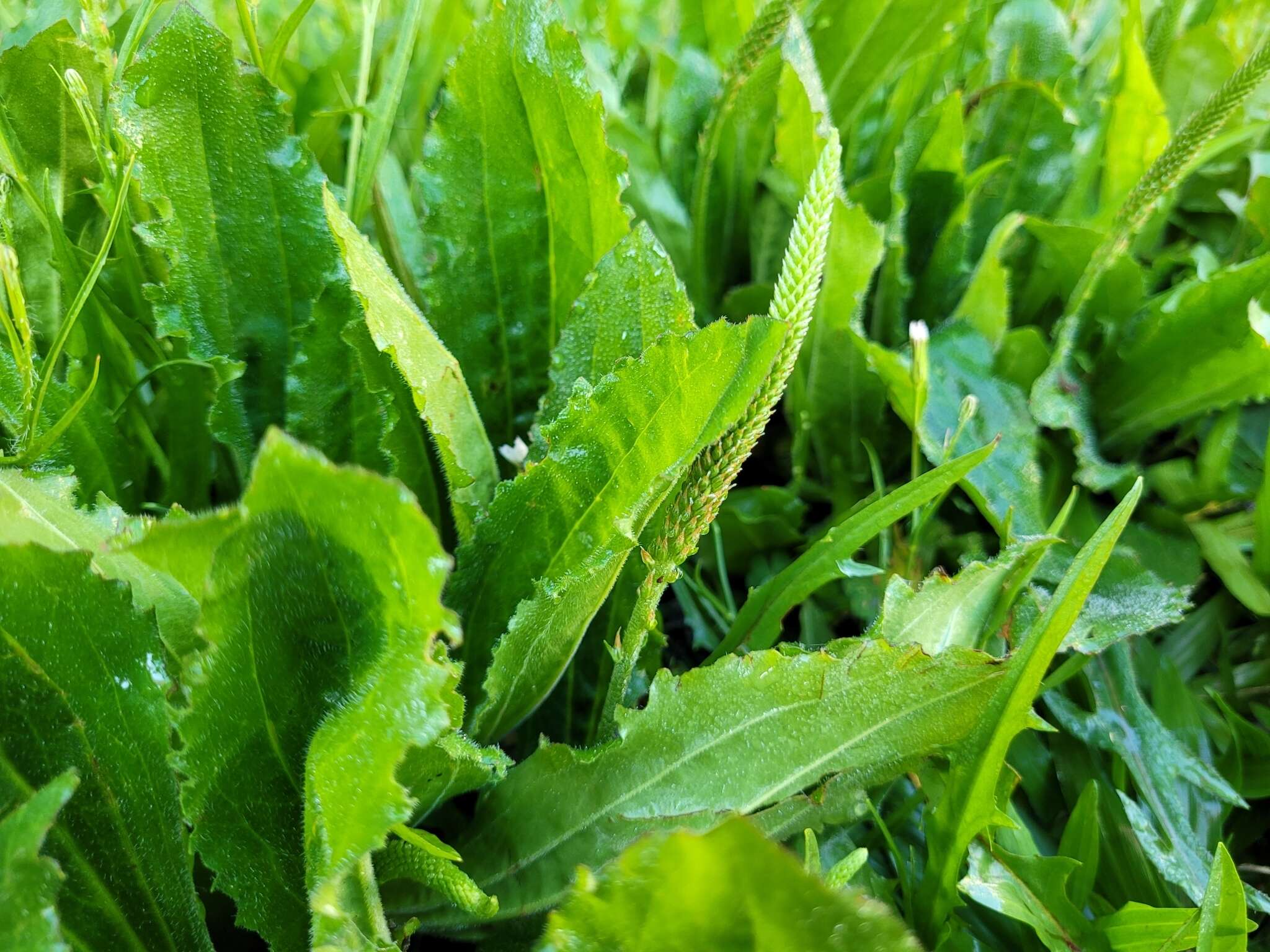 صورة Plantago australis subsp. hirtella (Kunth) Rahn