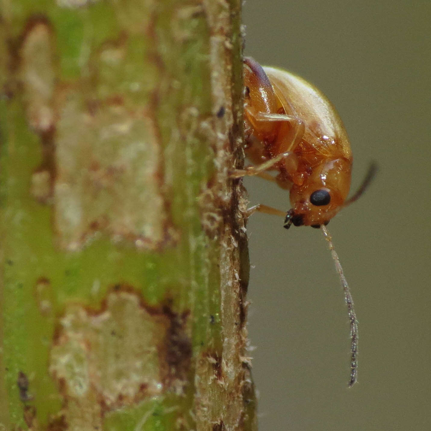 Image of Tansy Ragwort Flea Beetle