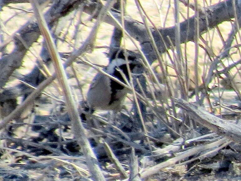 Plancia ëd Melaniparus cinerascens cinerascens (Vieillot 1818)