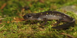 Слика од Ambystoma maculatum (Shaw 1802)