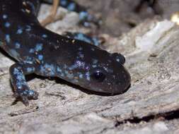 Image of Blue-spotted Salamander