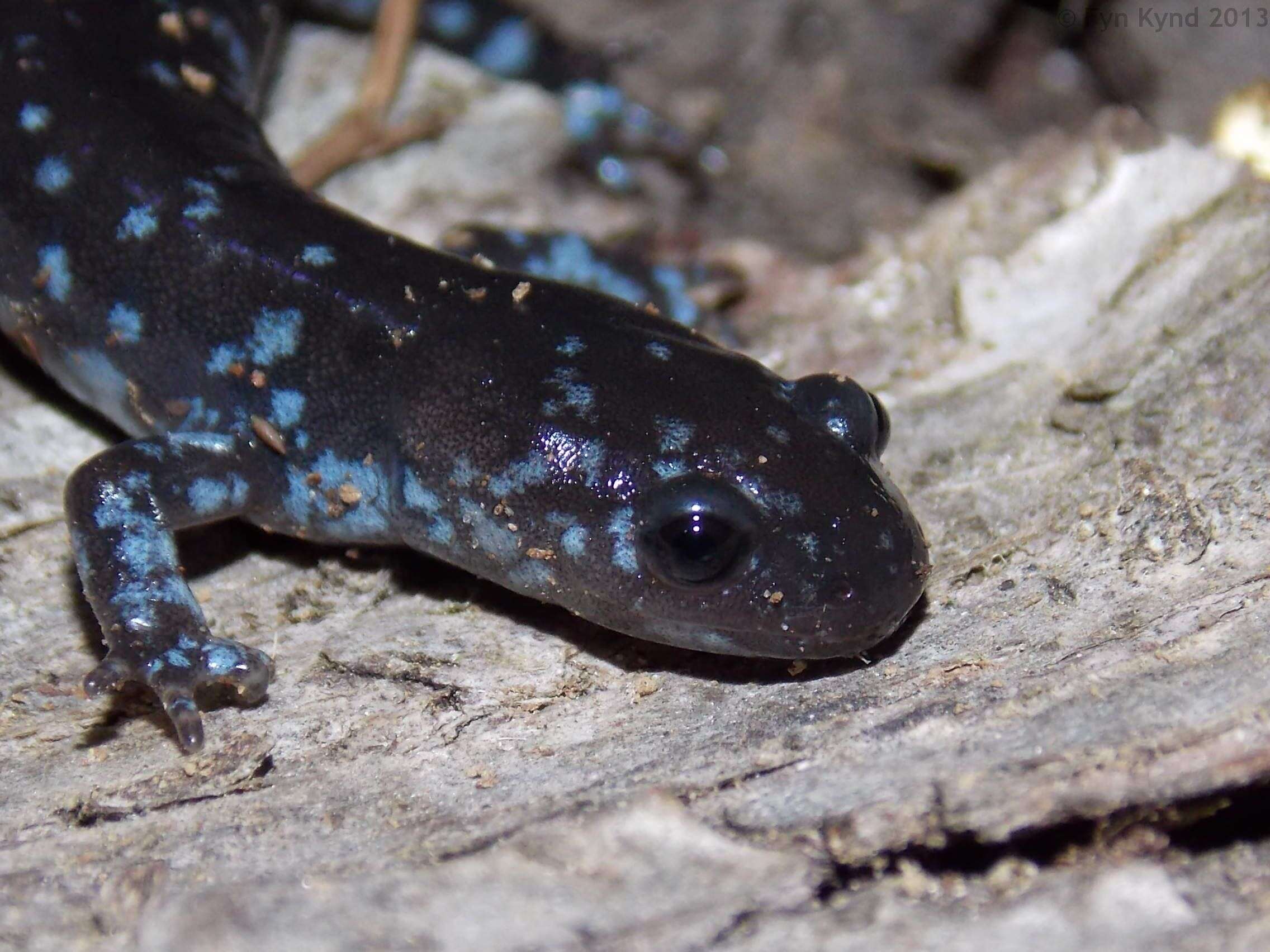 Image of Blue-spotted Salamander