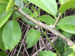 Image of Barbados shrub