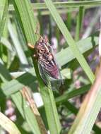 Image of blood redtail cicada