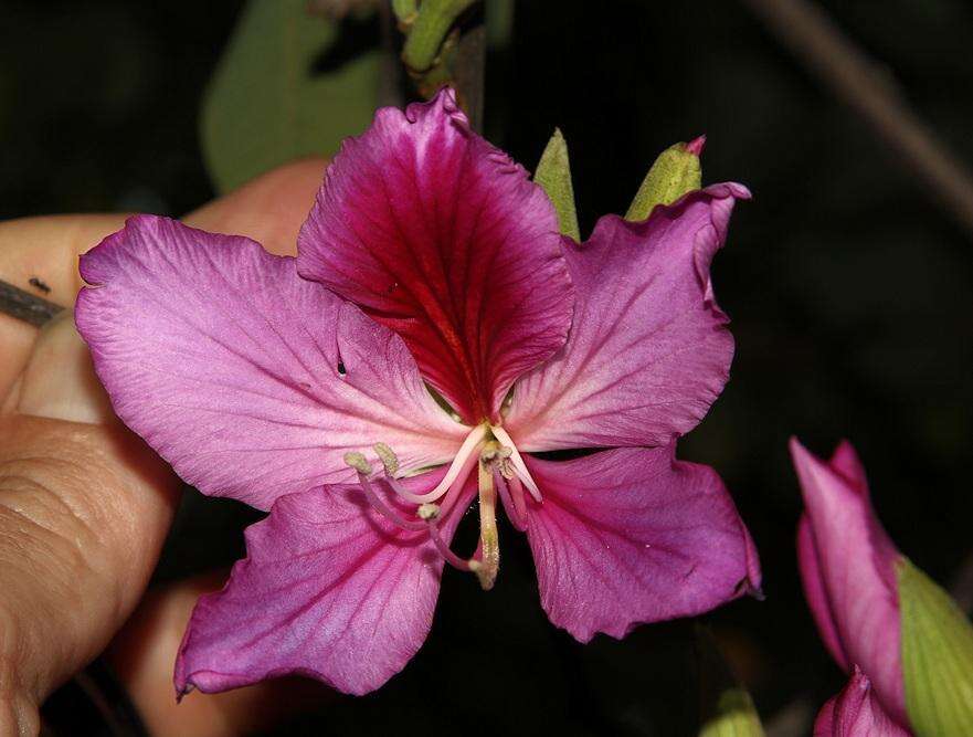 Image of Pink bauhinia