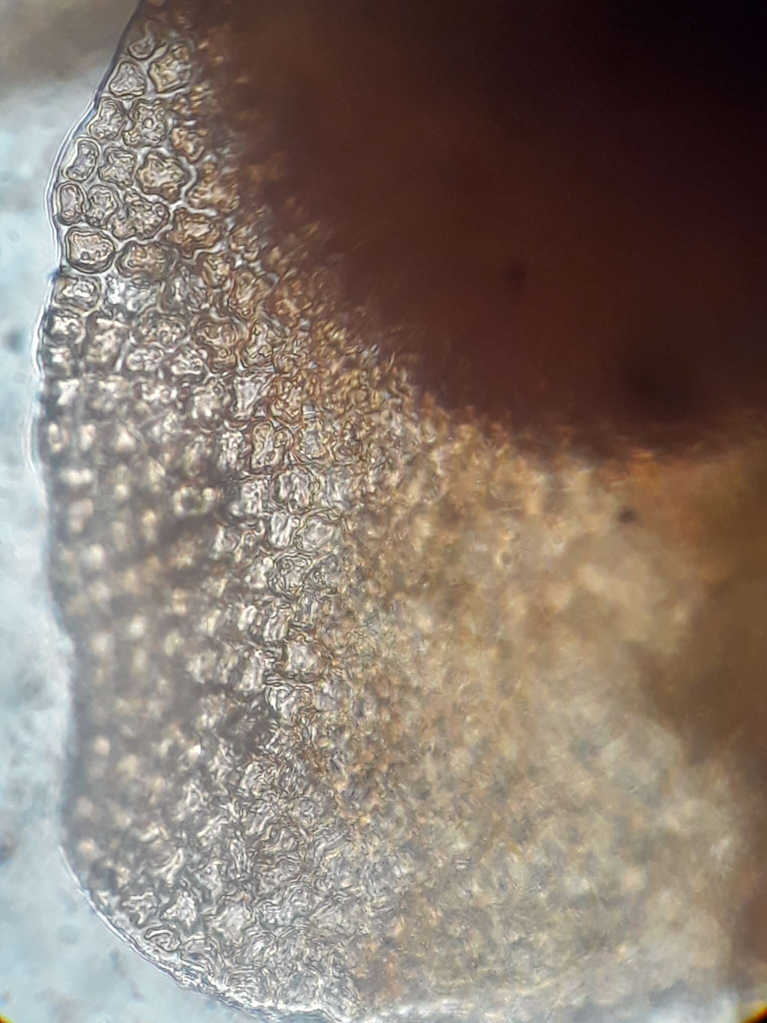 Image of Frullania pycnantha (Hook. fil. & Taylor) Gottsche, Lindenb. & Nees