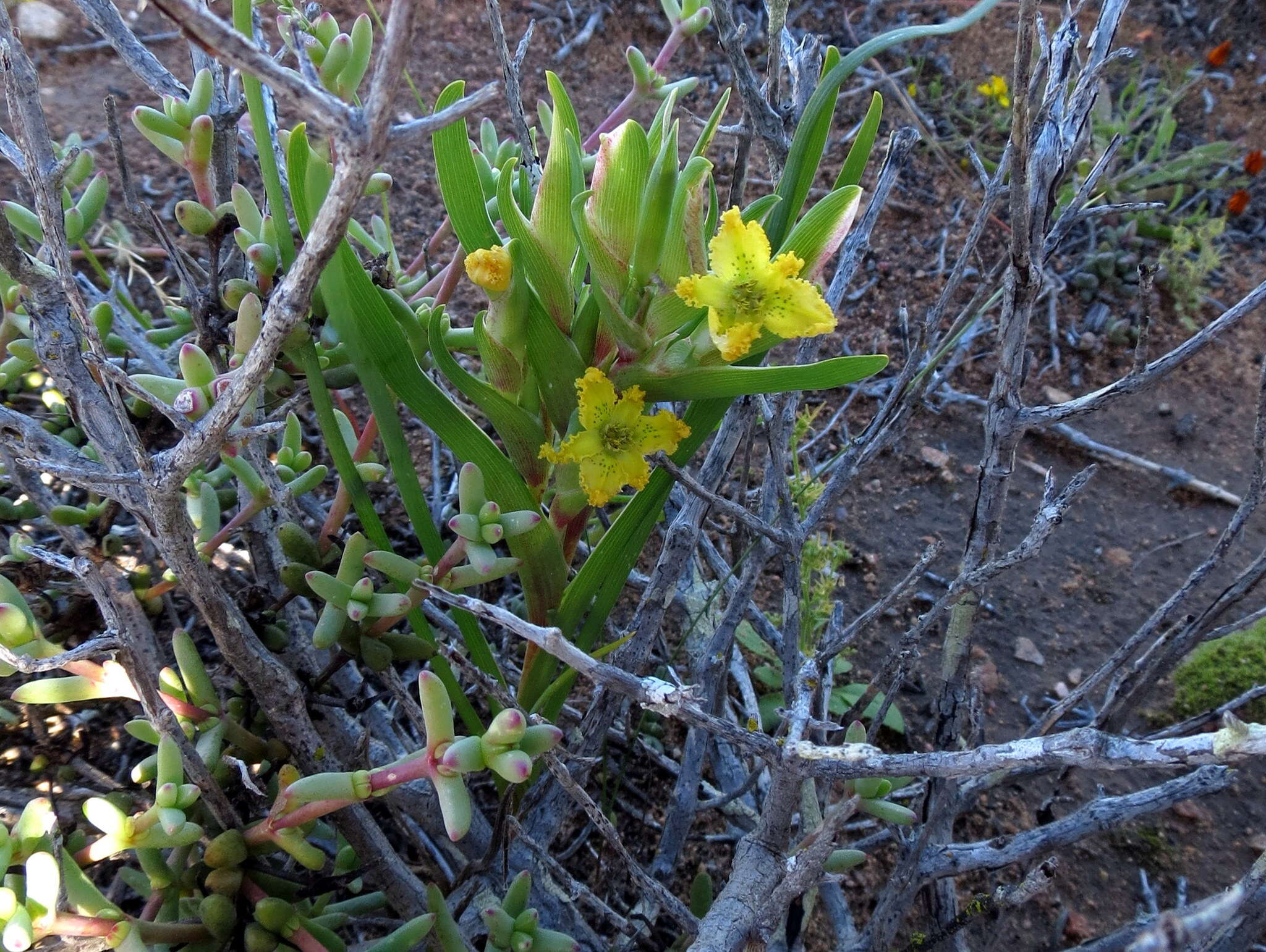 Image of Ferraria flava Goldblatt & J. C. Manning