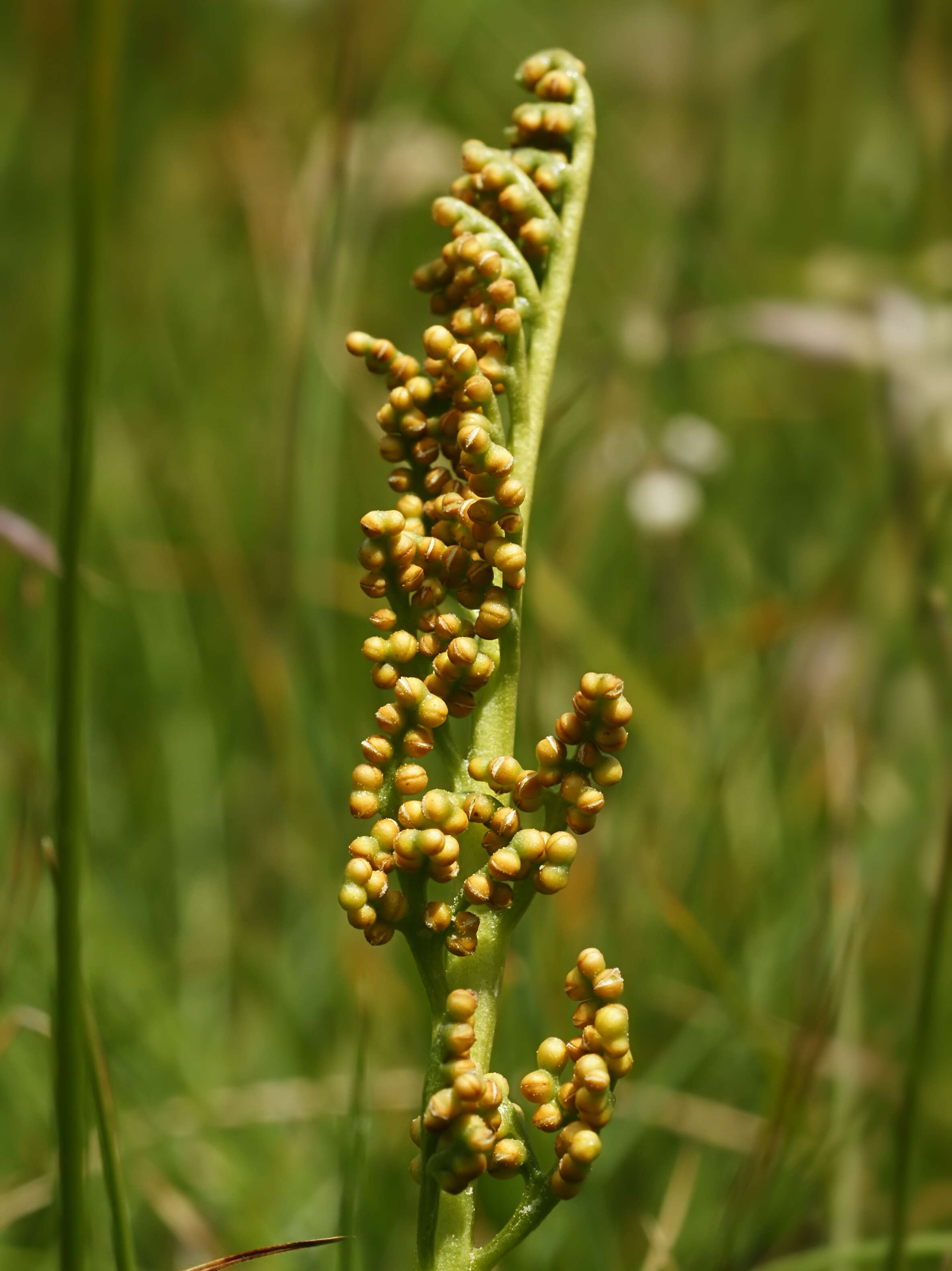 Image of common moonwort