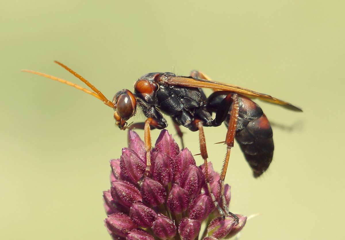 Слика од Cryptocheilus rubellus (Eversmann 1846)